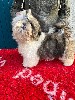  - Magnifique chiots shih tzu males