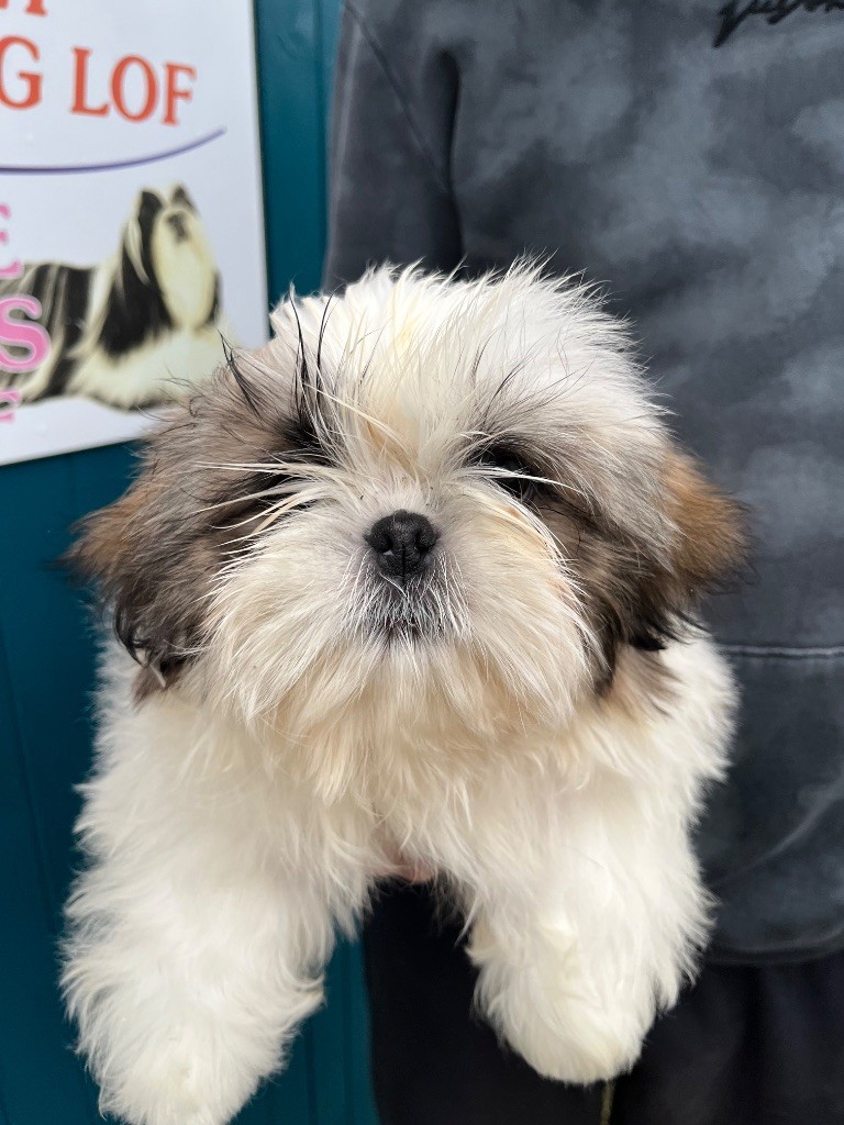 De Pepsie Pep's - Chiot disponible  - Shih Tzu