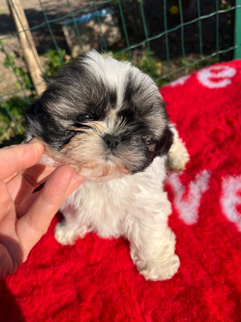 De Pepsie Pep's - Chiot disponible  - Shih Tzu