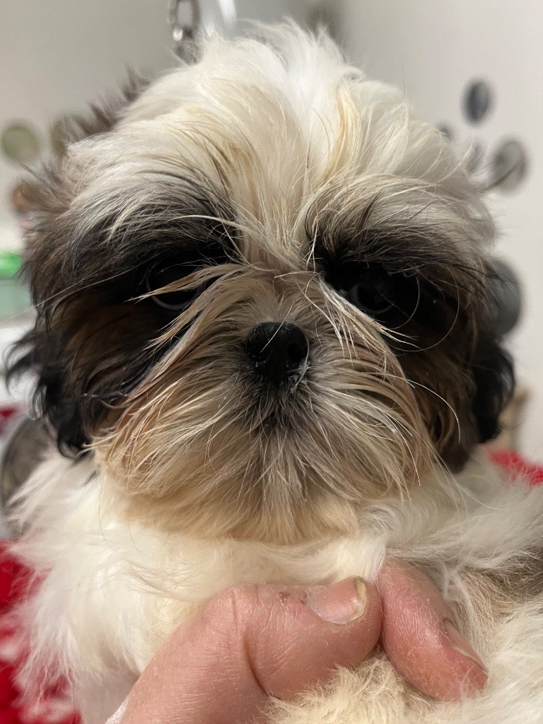 De Pepsie Pep's - Chiot disponible  - Shih Tzu