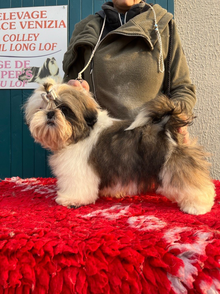 De Pepsie Pep's - Chiot disponible  - Shih Tzu