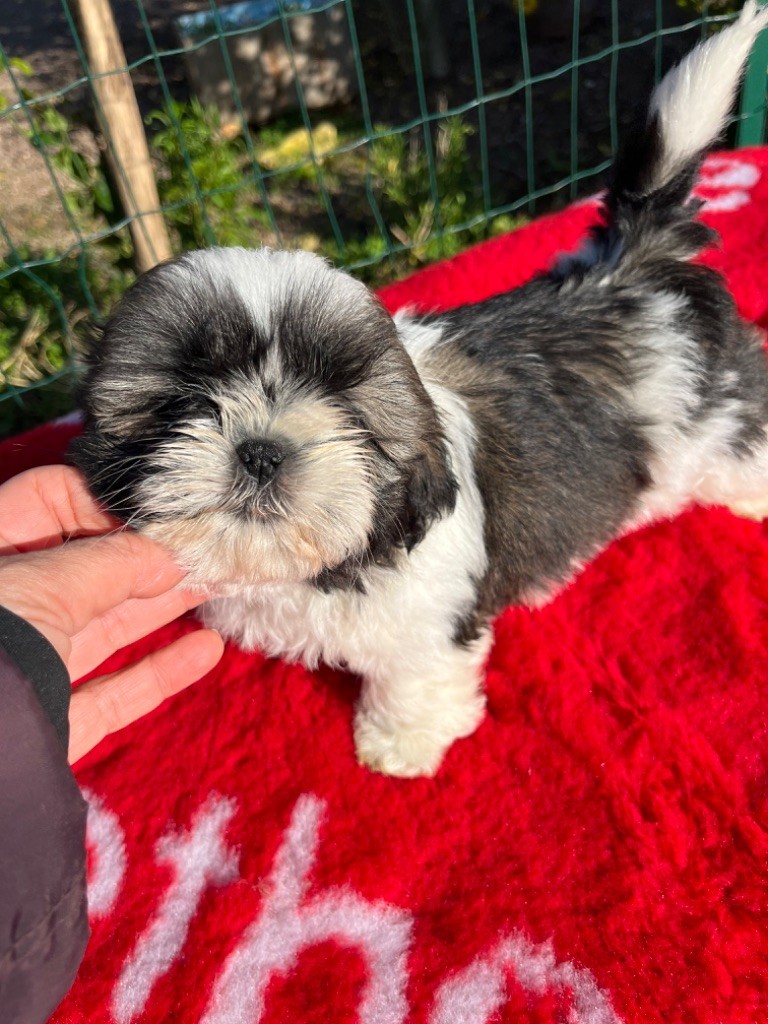 De Pepsie Pep's - Chiot disponible  - Shih Tzu