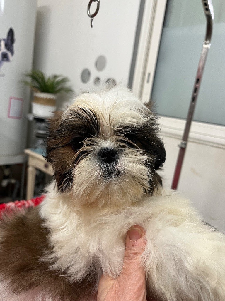 De Pepsie Pep's - Chiot disponible  - Shih Tzu