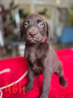 De Pepsie Pep's - Labrador Retriever - Portée née le 14/07/2022