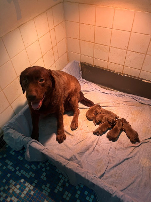 De Pepsie Pep's - Labrador Retriever - Portée née le 19/02/2023