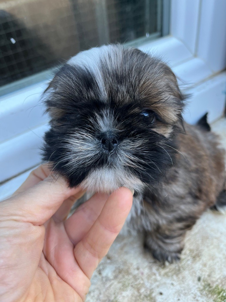 De Pepsie Pep's - Chiot disponible  - Shih Tzu