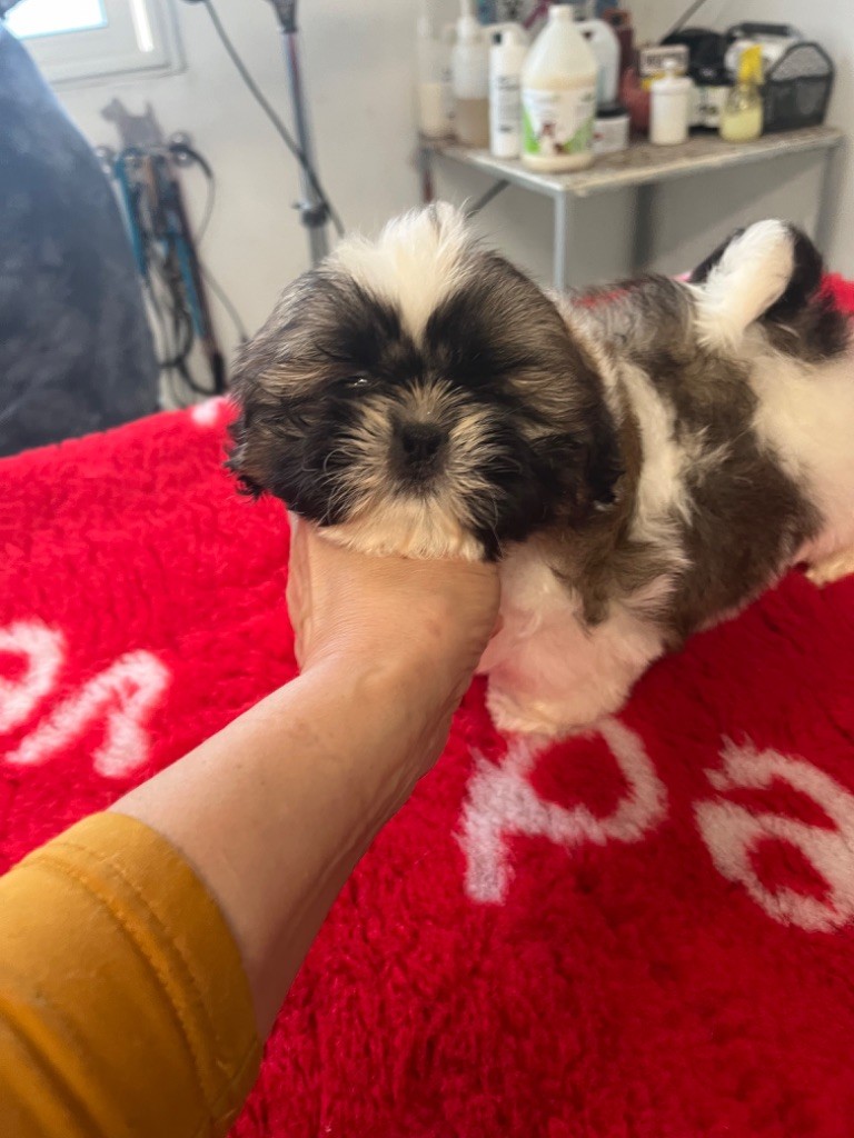 De Pepsie Pep's - Chiot disponible  - Shih Tzu