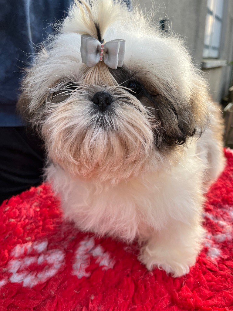 De Pepsie Pep's - Chiot disponible  - Shih Tzu