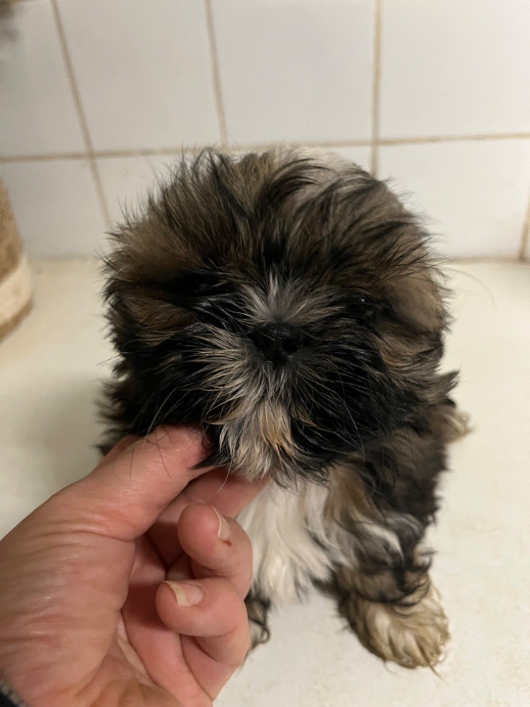 De Pepsie Pep's - Chiot disponible  - Shih Tzu