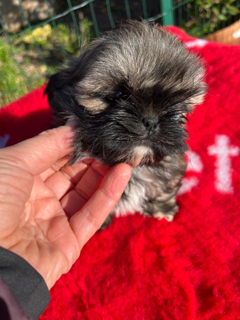 De Pepsie Pep's - Chiot disponible  - Shih Tzu