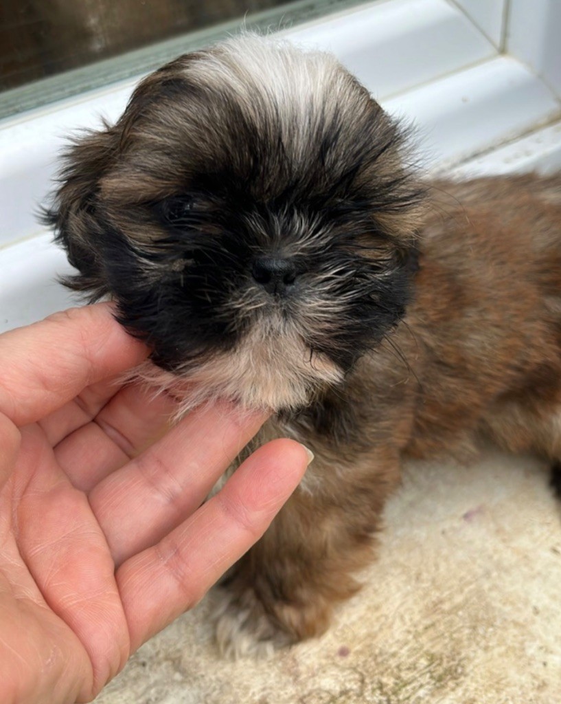 De Pepsie Pep's - Chiot disponible  - Shih Tzu