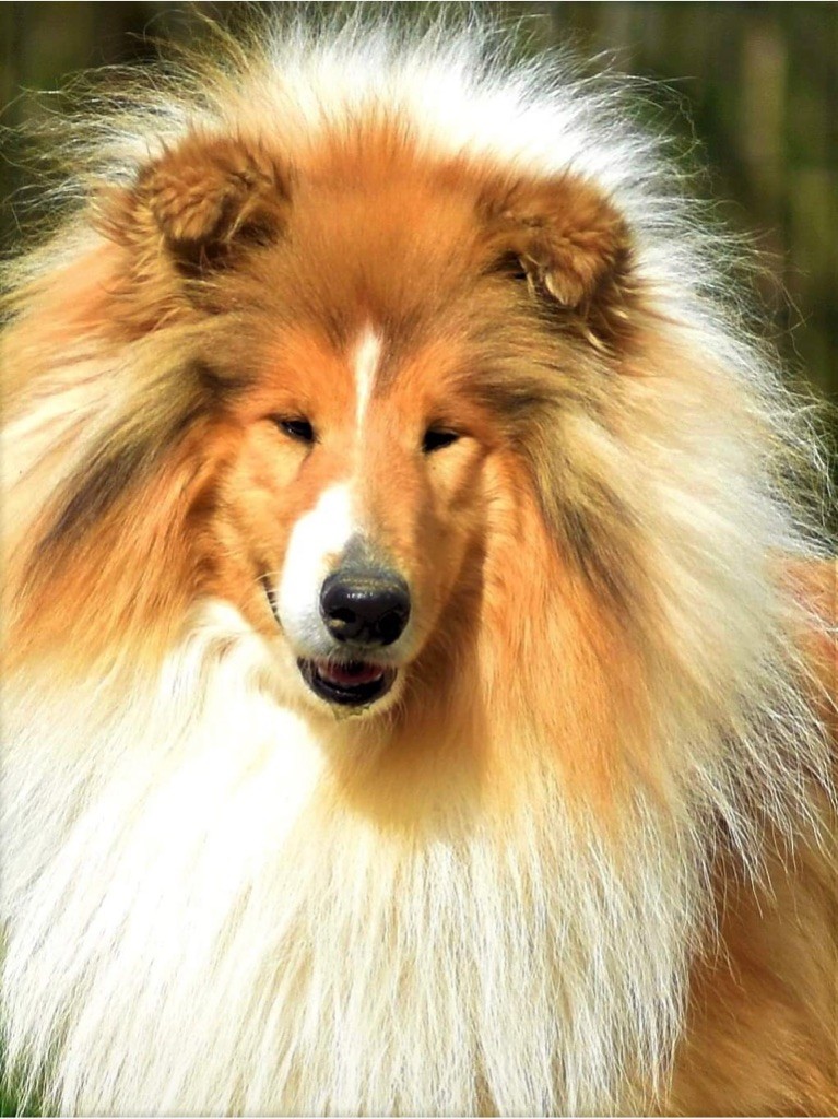 dzhimis Envoy of stars(cody)