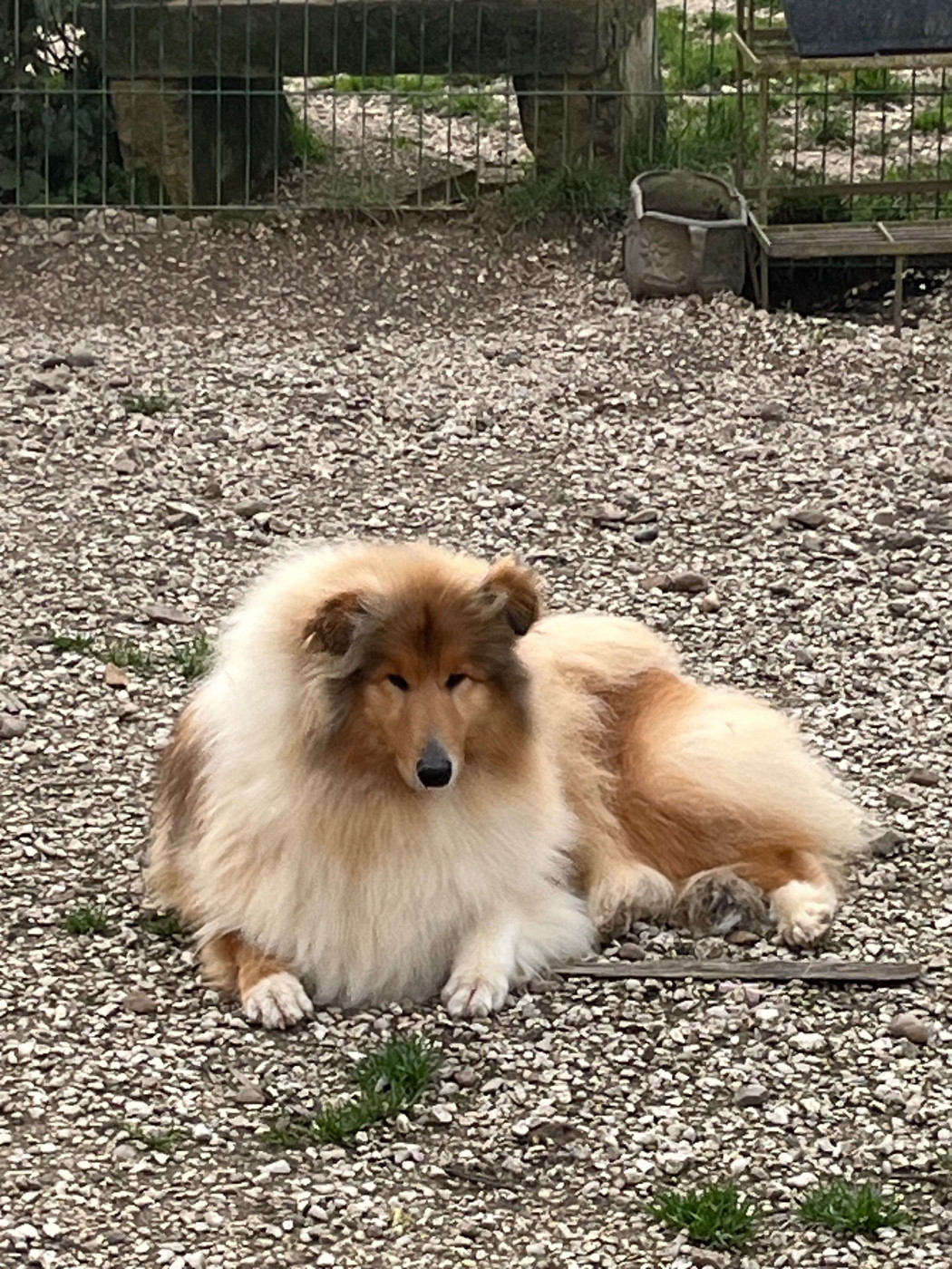 Voilà miss monde De Pepsie Pep's