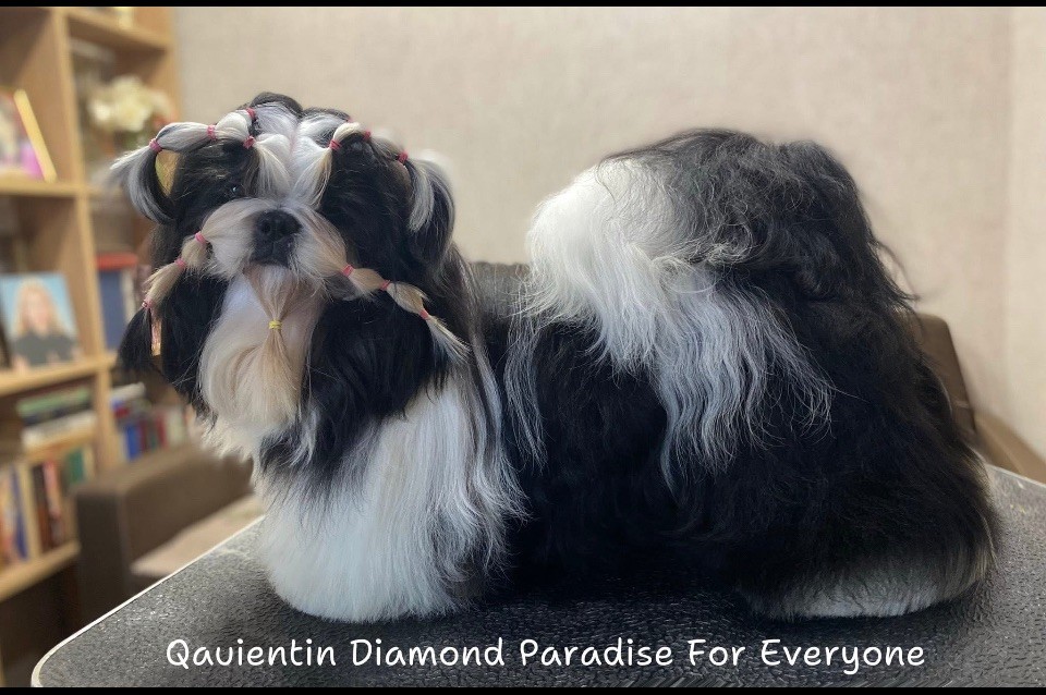 Quentin diamond paradise for everyone