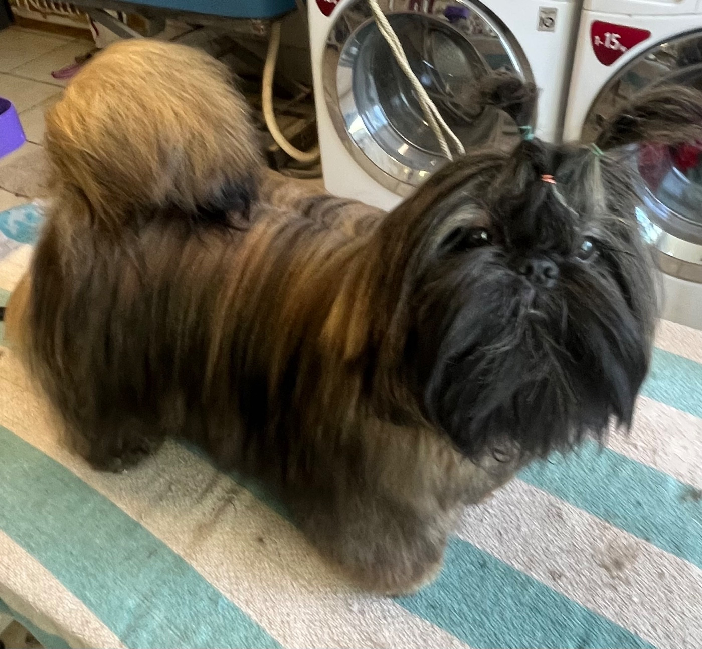 Azalée De Pepsie Pep's