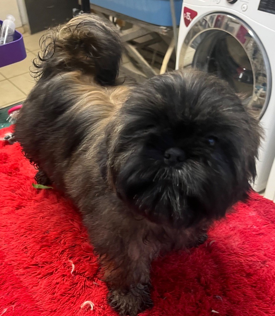 Azalée De Pepsie Pep's