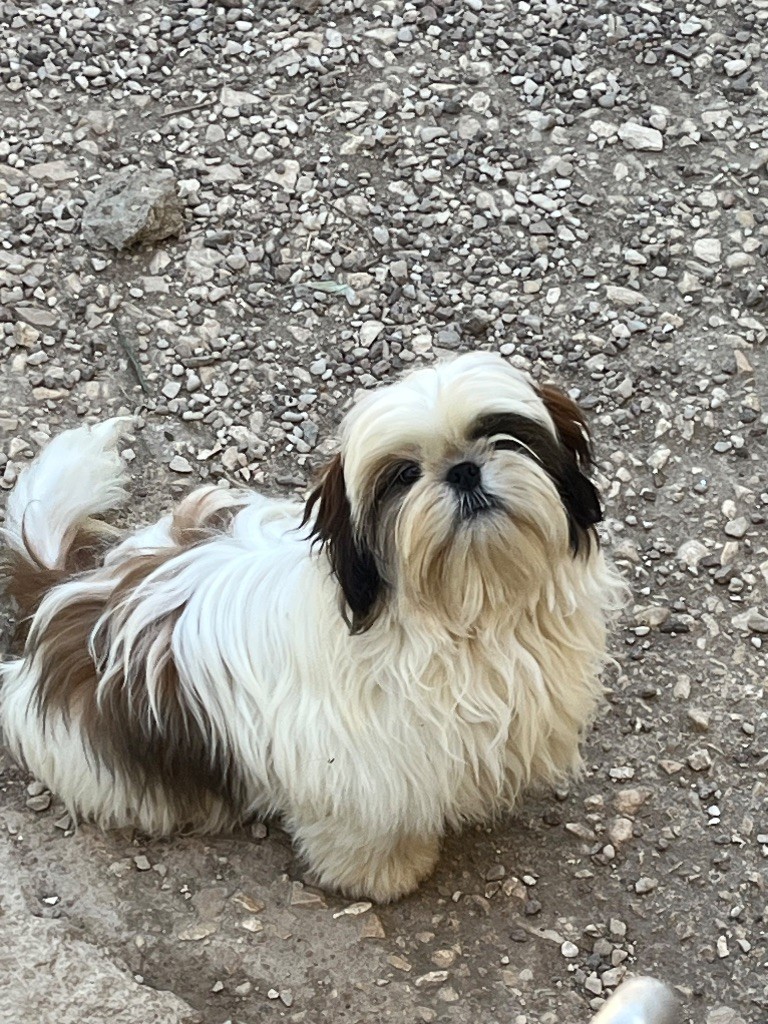 Chiot shih tzu propre 