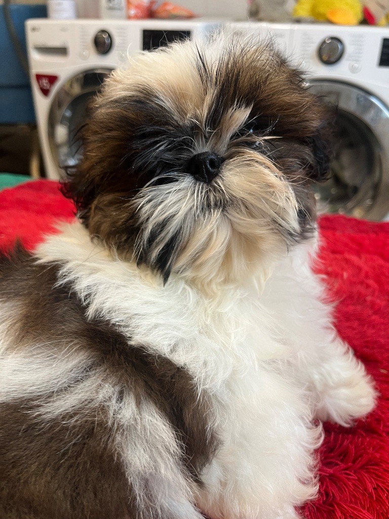 Magnifique chiot shih tzu lof