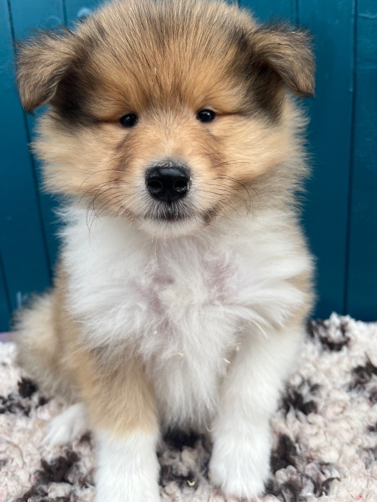 De Pepsie Pep's - Chiots disponibles - Colley à poil long