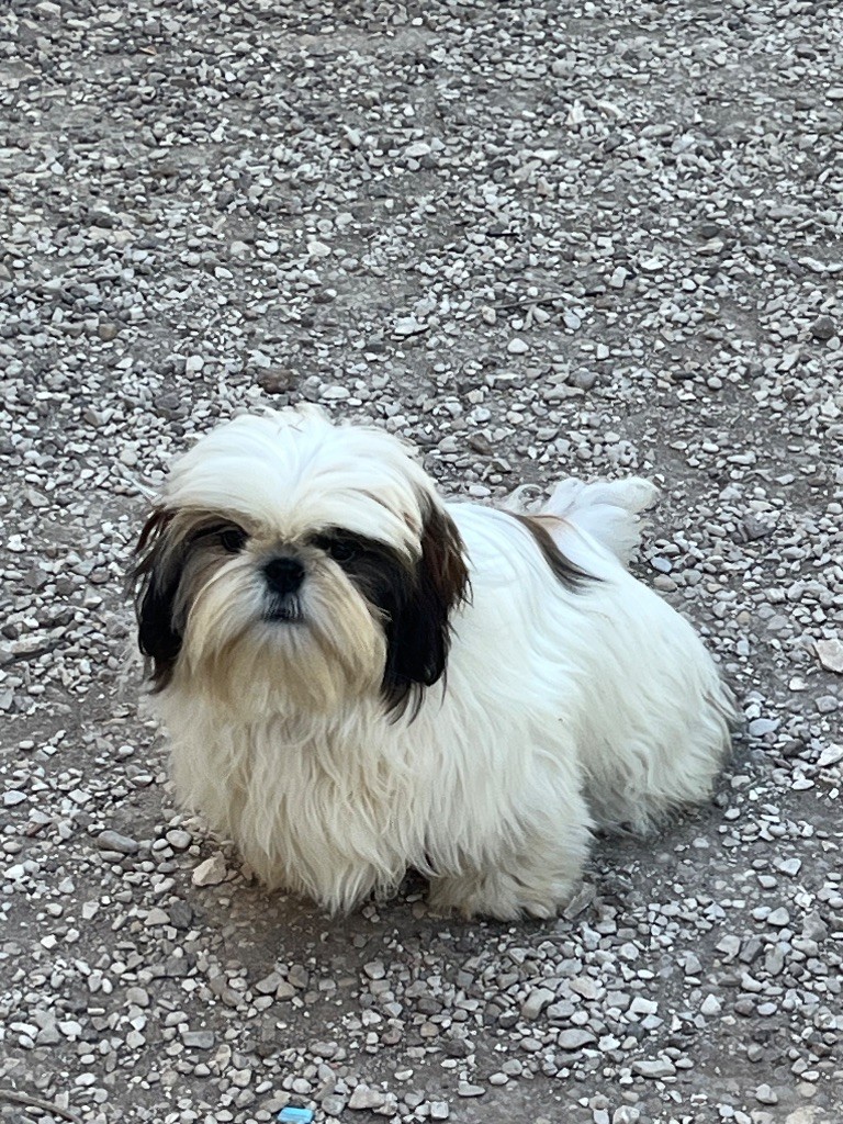 De Pepsie Pep's - Chiots disponibles - Shih Tzu