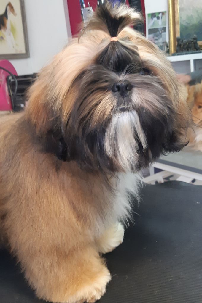 De Pepsie Pep's - Shih Tzu - Portée née le 03/01/2019