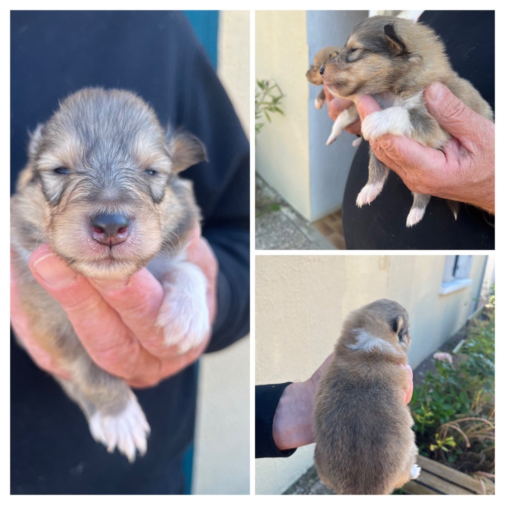 De Pepsie Pep's - Chiots disponibles - Colley à poil long