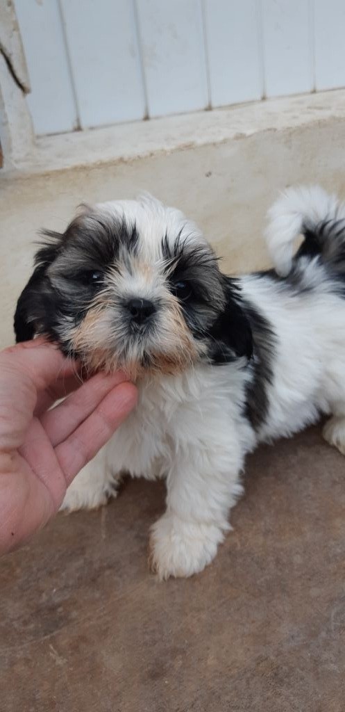 De Pepsie Pep's - Shih Tzu - Portée née le 19/10/2019