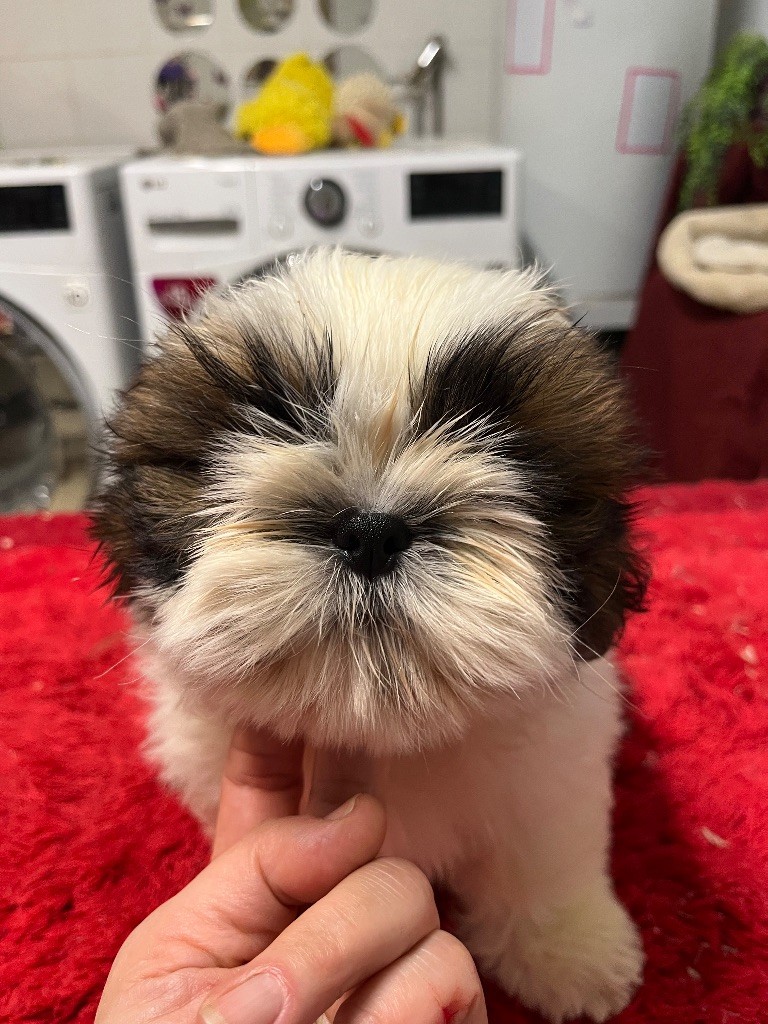 De Pepsie Pep's - Chiots disponibles - Shih Tzu