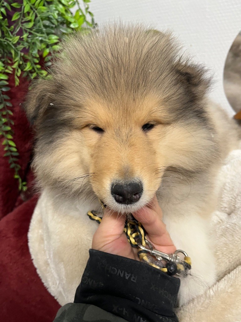 De Pepsie Pep's - Chiots disponibles - Colley à poil long