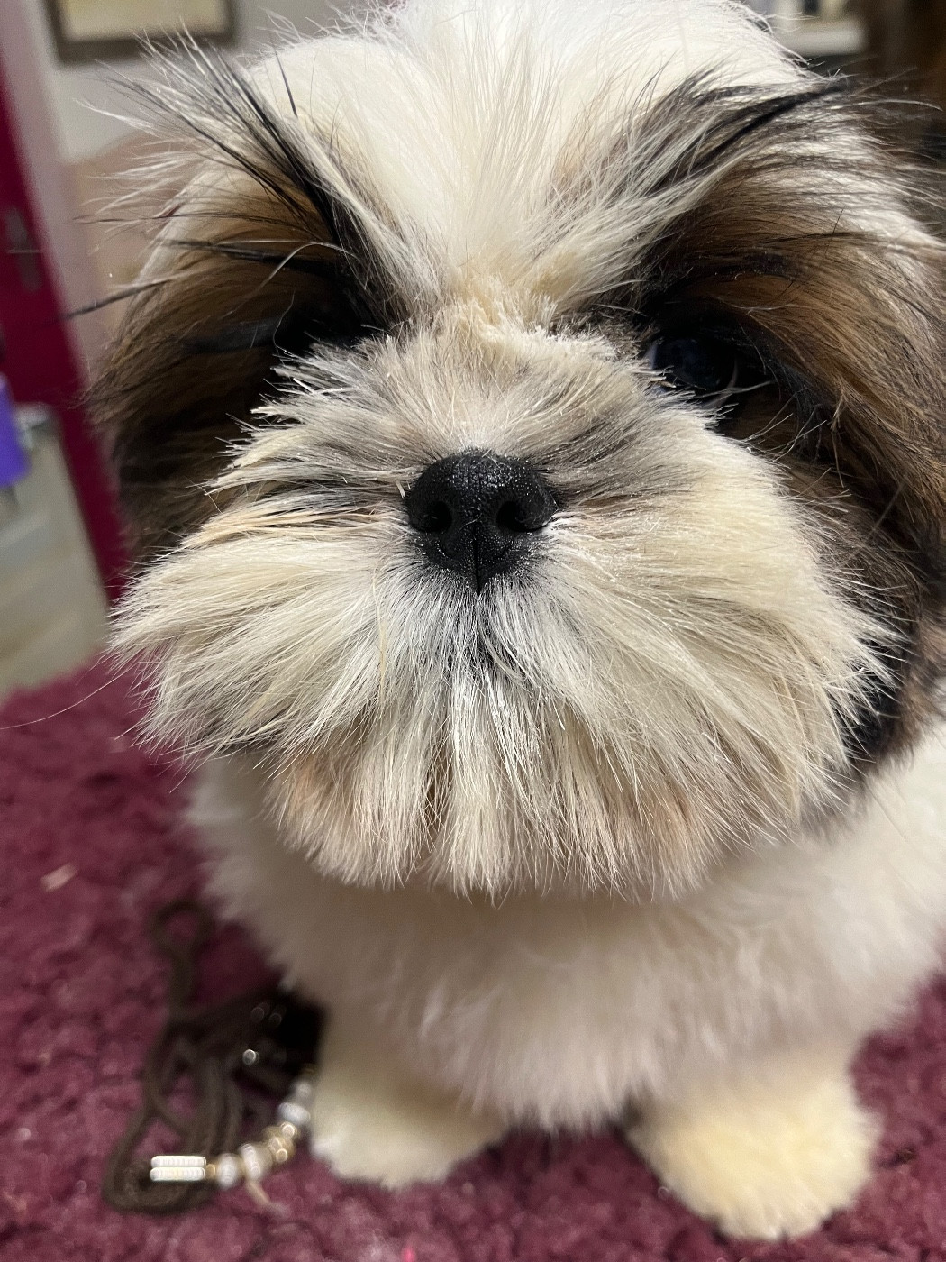 De Pepsie Pep's - Chiots disponibles - Shih Tzu