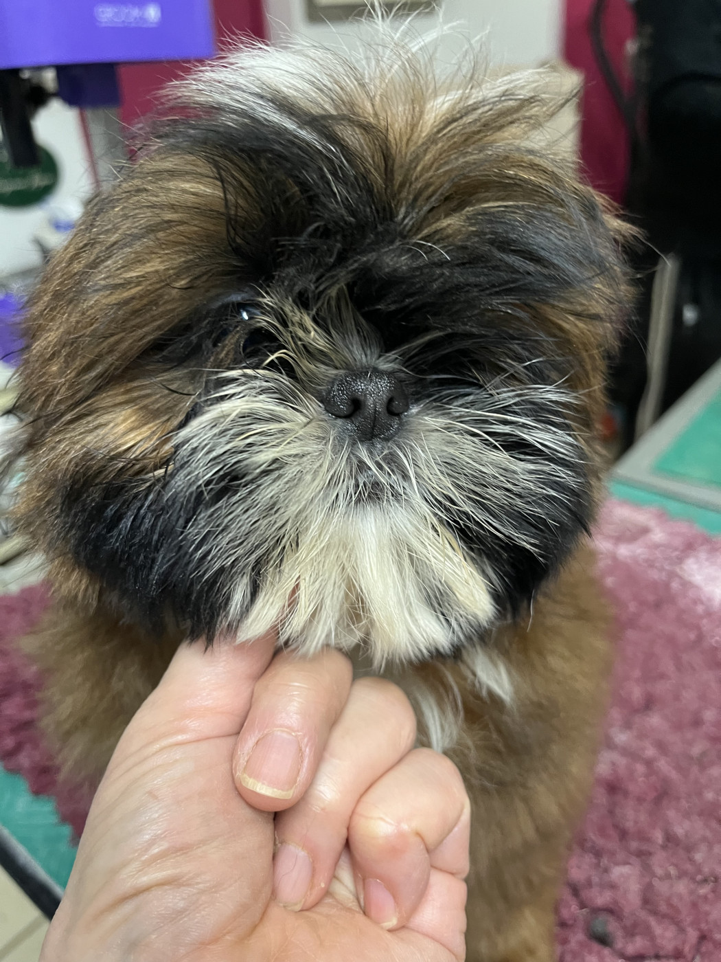 De Pepsie Pep's - Shih Tzu - Portée née le 29/09/2025