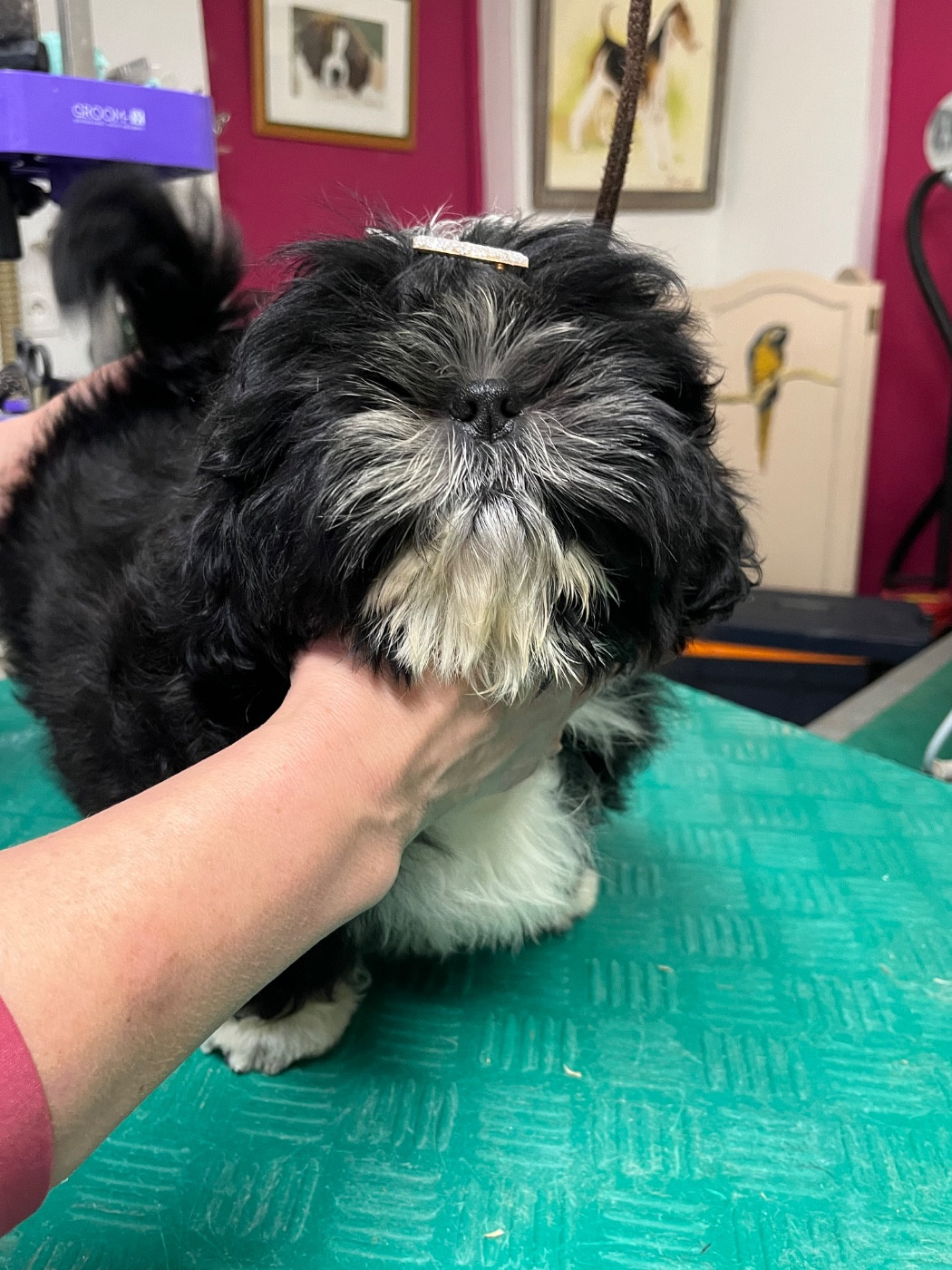 De Pepsie Pep's - Chiots disponibles - Shih Tzu