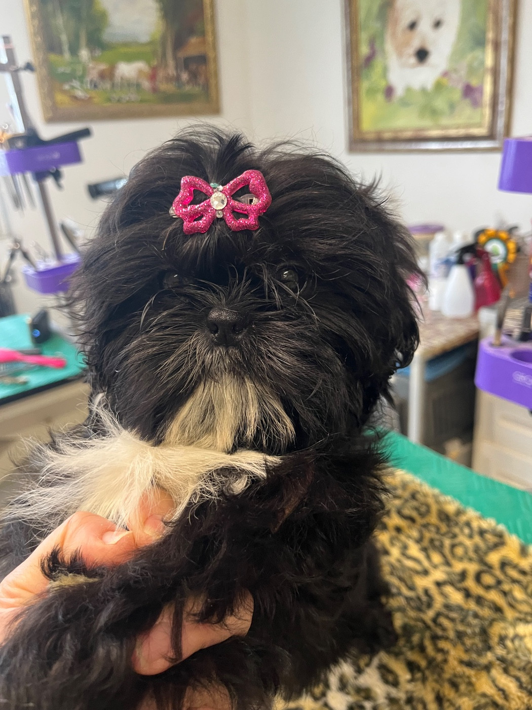 De Pepsie Pep's - Chiots disponibles - Shih Tzu