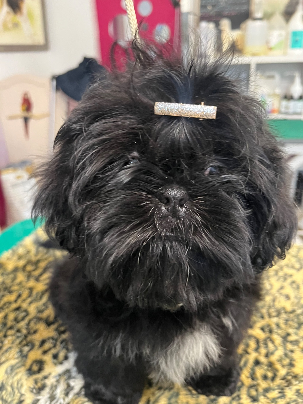 De Pepsie Pep's - Chiots disponibles - Shih Tzu