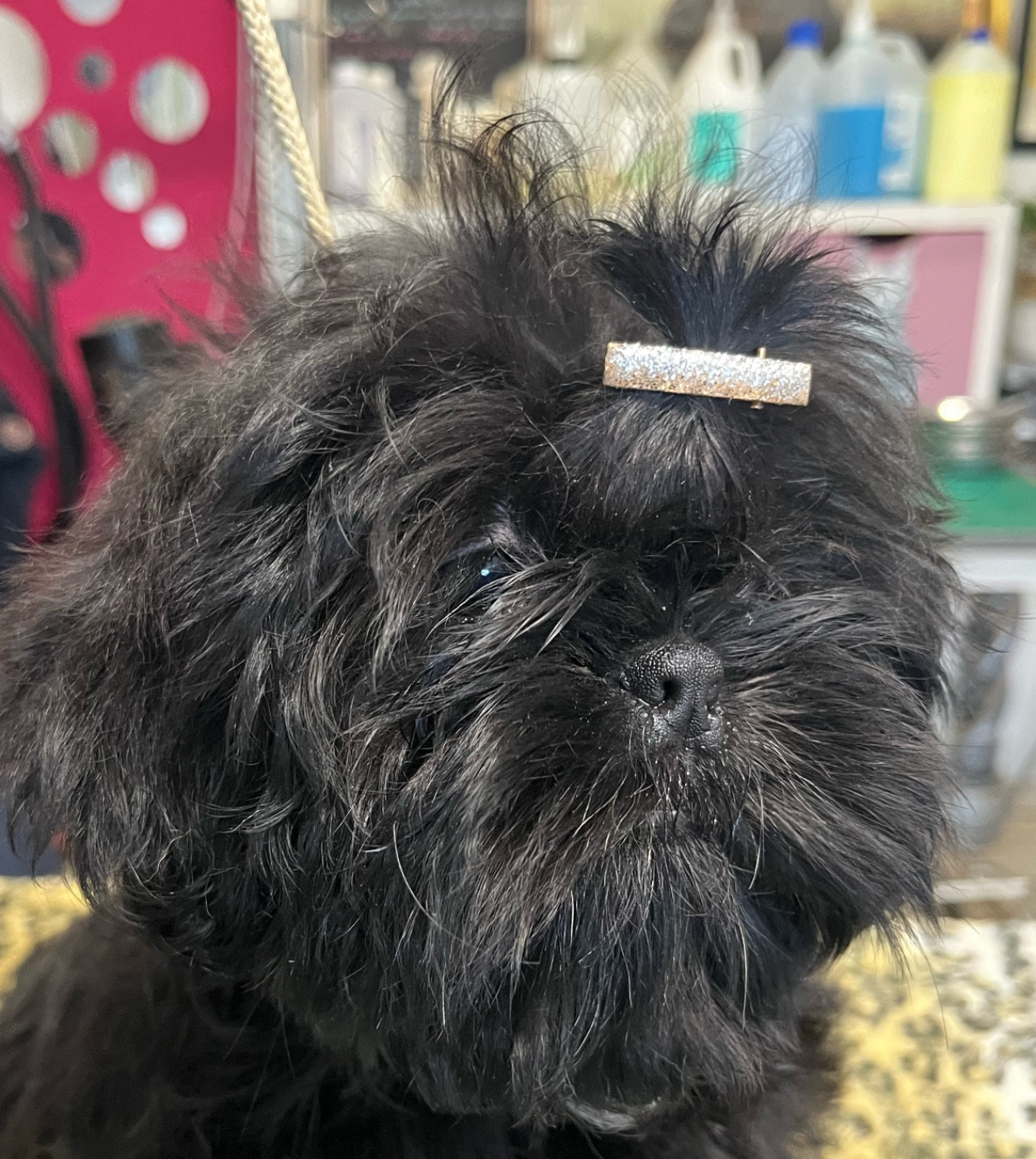 De Pepsie Pep's - Chiots disponibles - Shih Tzu