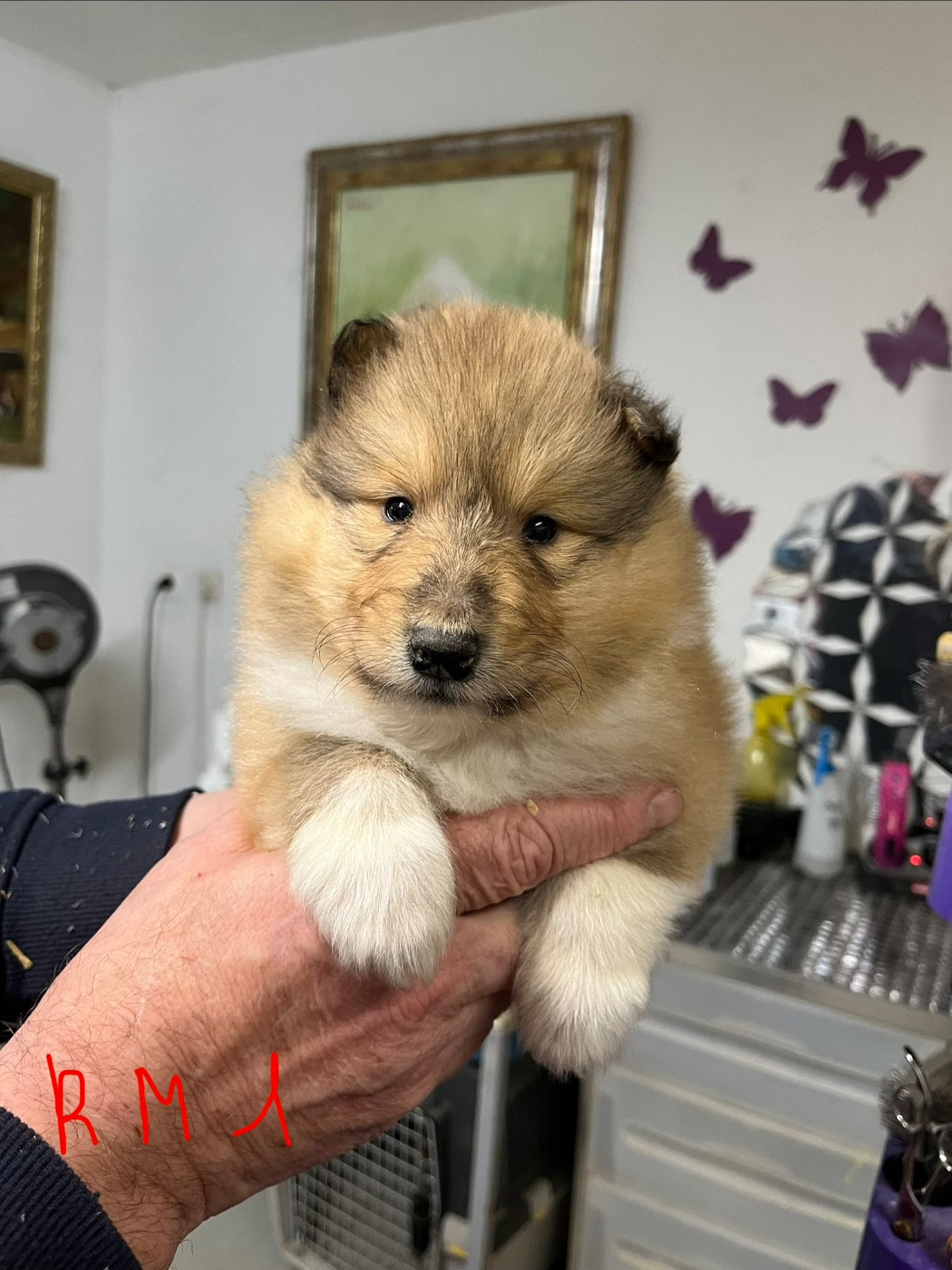 Chiot Colley à poil long De Pepsie Pep's