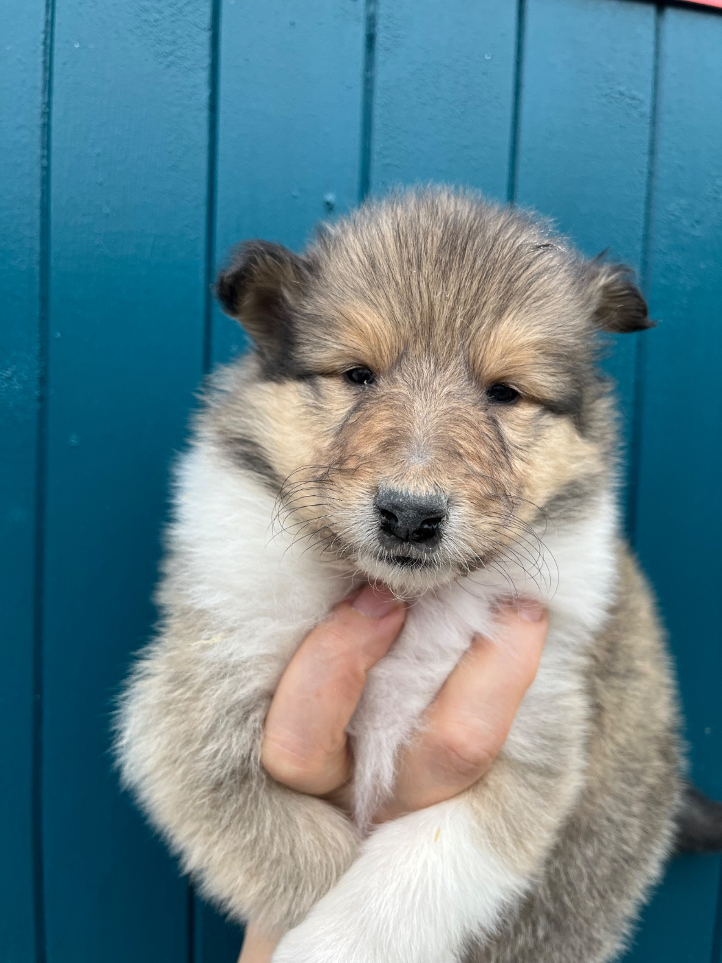 De Pepsie Pep's - Chiots disponibles - Colley à poil long