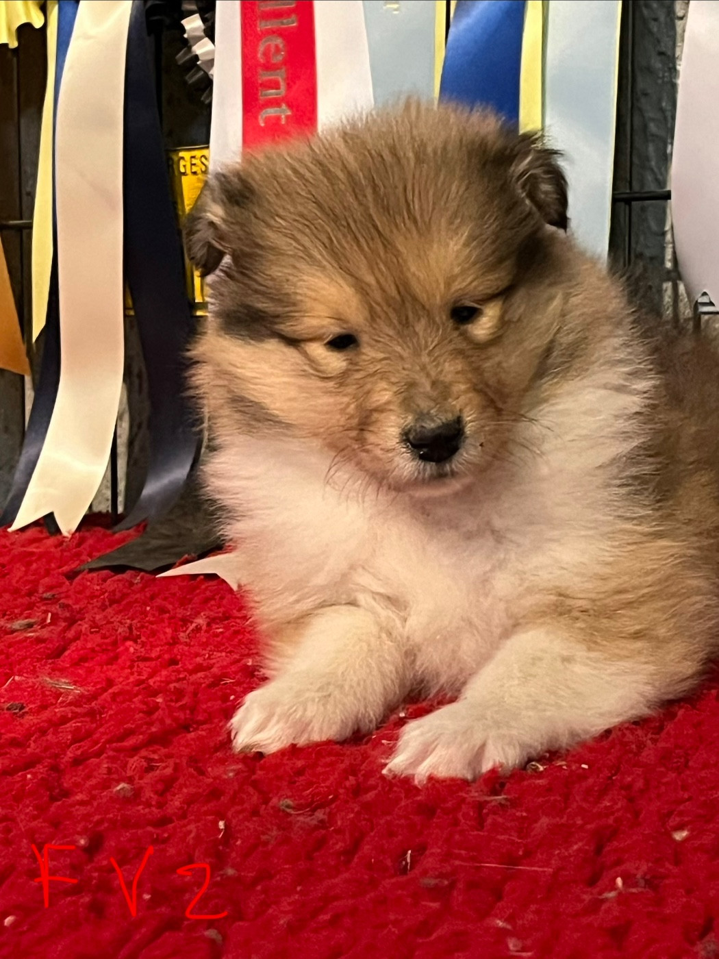 De Pepsie Pep's - Chiots disponibles - Colley à poil long