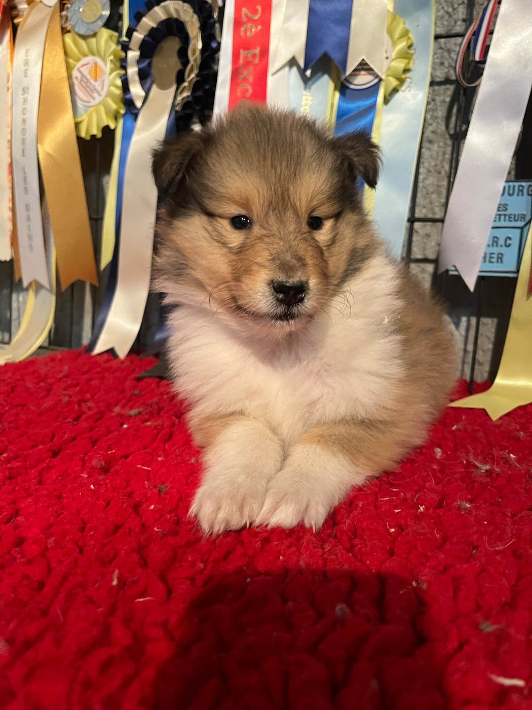 De Pepsie Pep's - Chiots disponibles - Colley à poil long