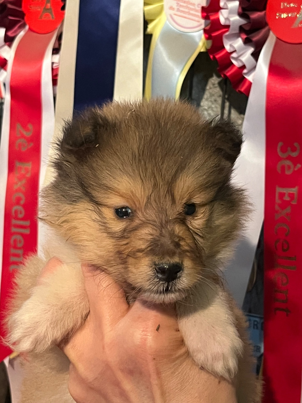 De Pepsie Pep's - Chiots disponibles - Colley à poil long