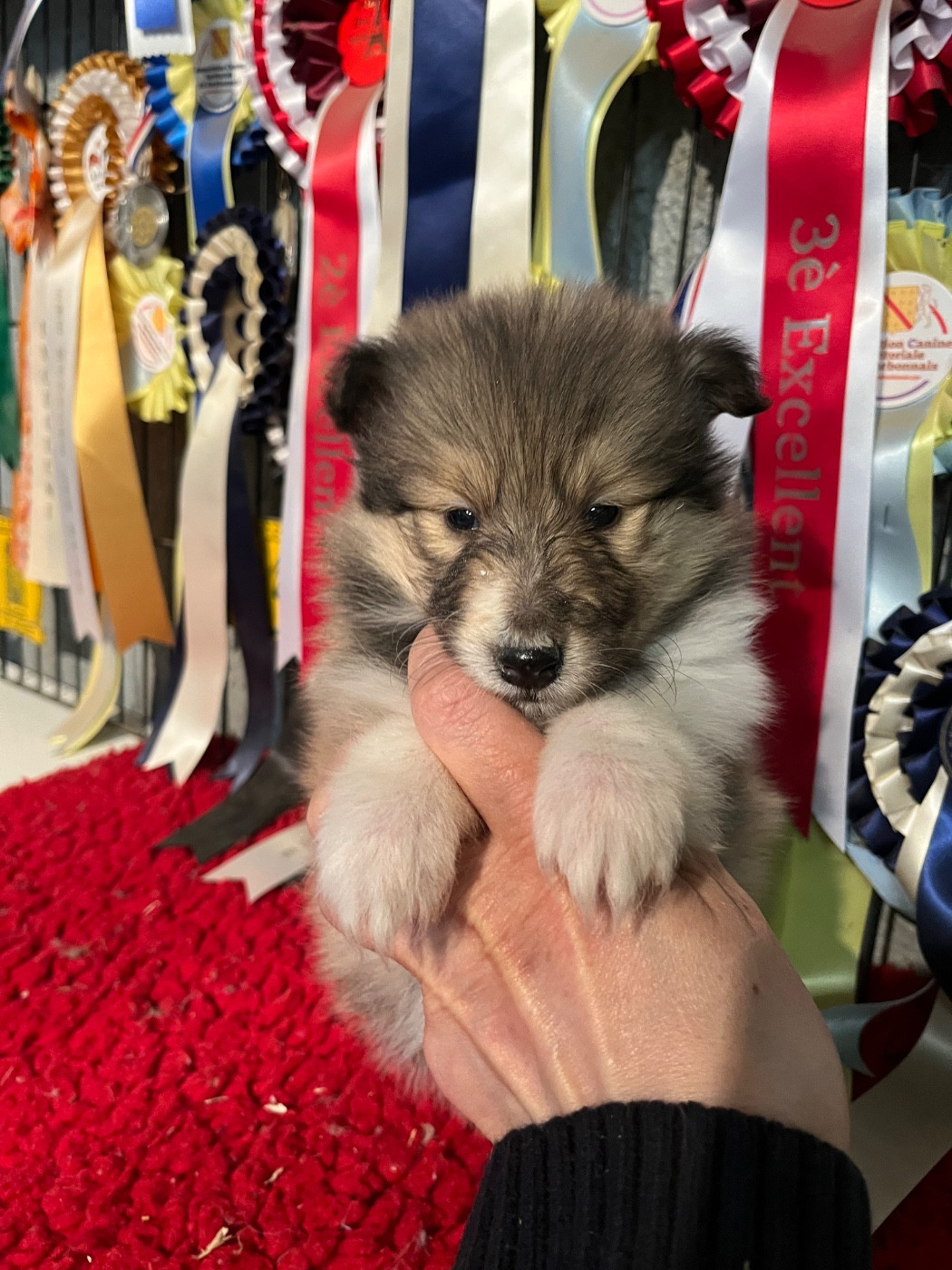 De Pepsie Pep's - Chiots disponibles - Colley à poil long