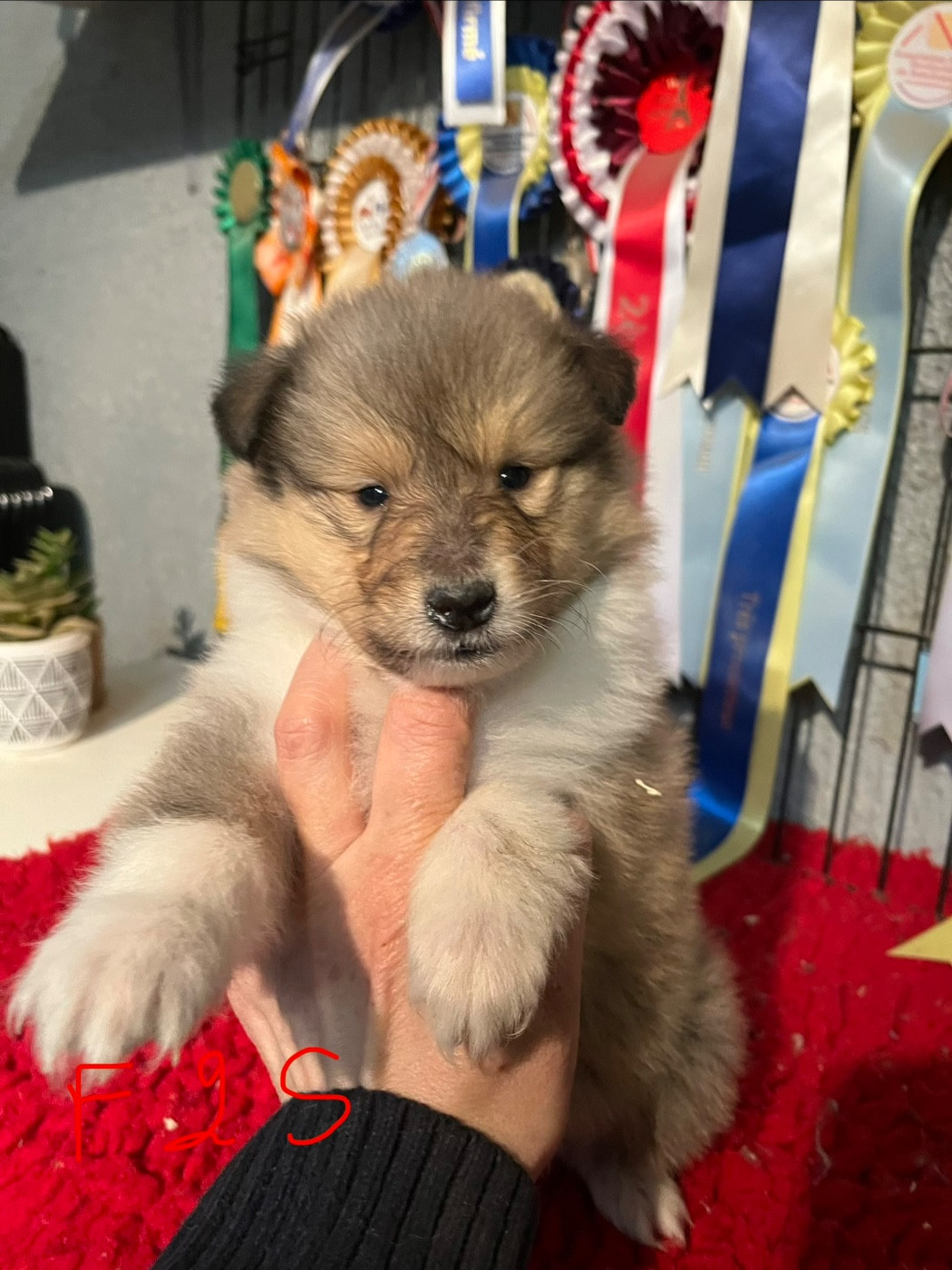 De Pepsie Pep's - Chiots disponibles - Colley à poil long