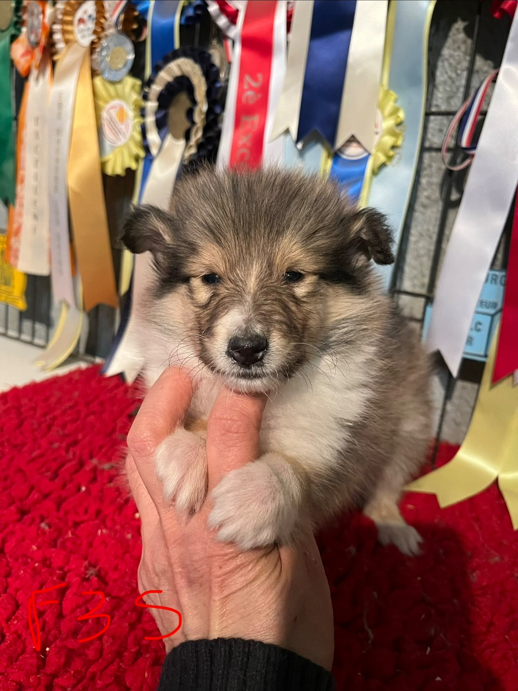 De Pepsie Pep's - Chiots disponibles - Colley à poil long