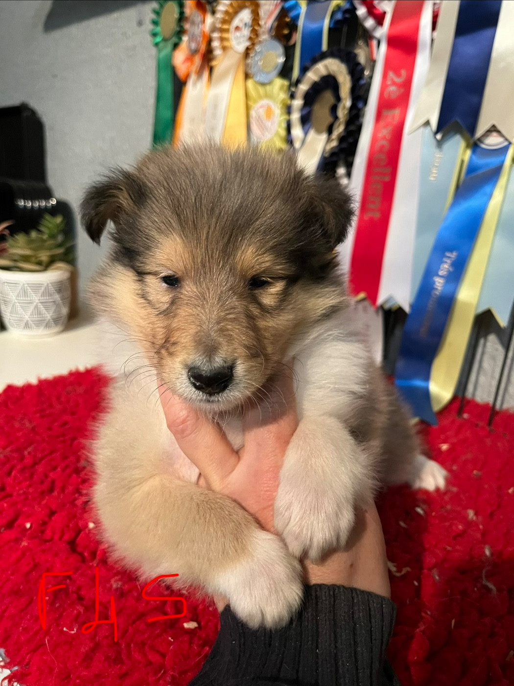 De Pepsie Pep's - Chiots disponibles - Colley à poil long