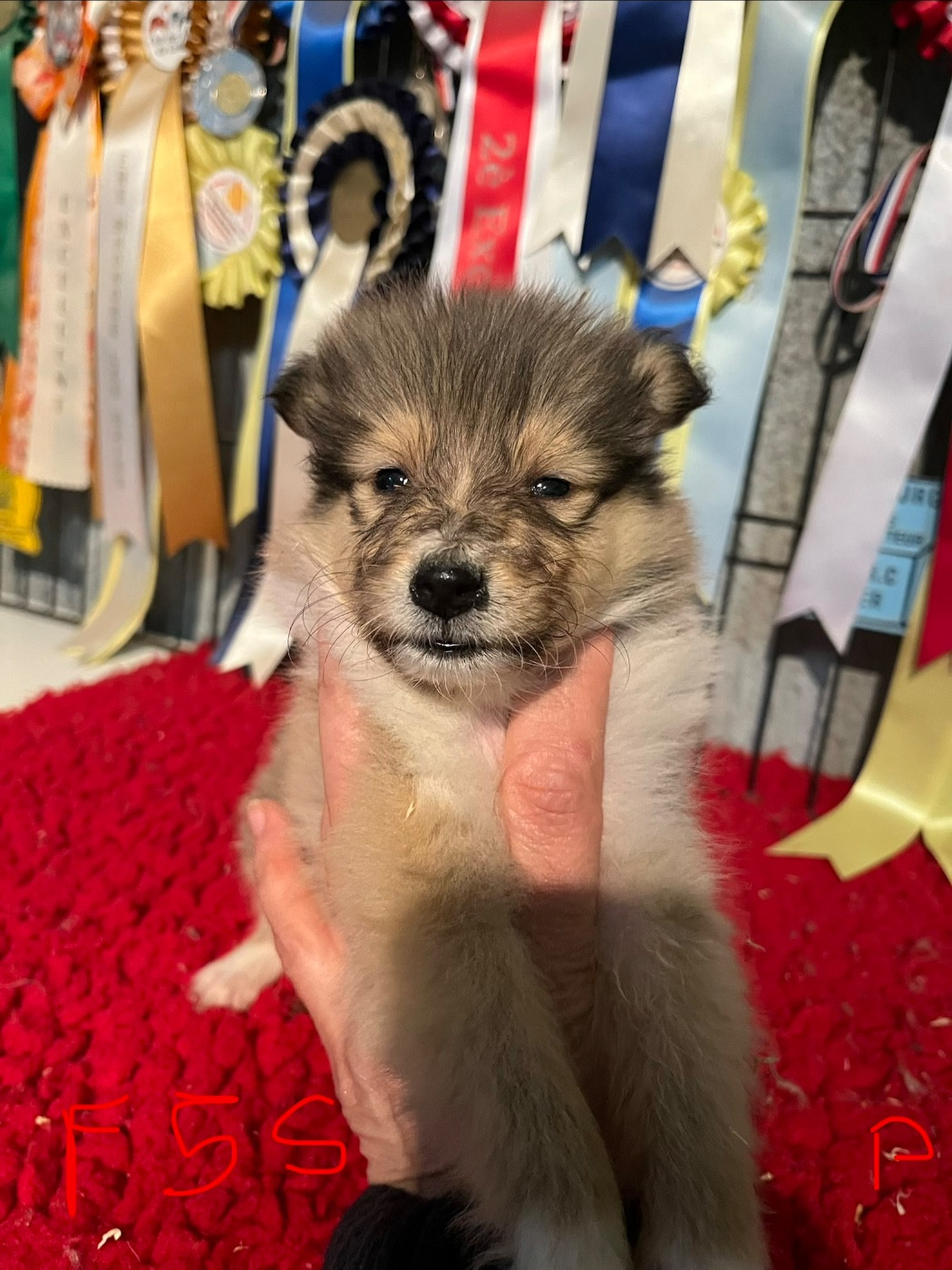 De Pepsie Pep's - Chiots disponibles - Colley à poil long