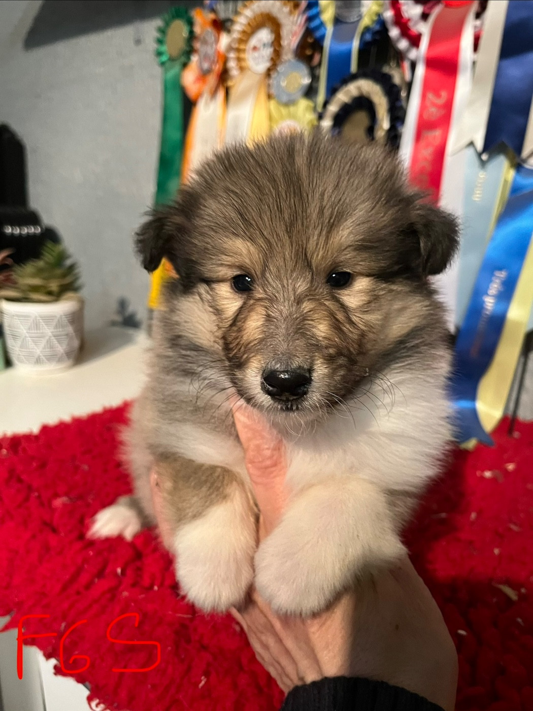 De Pepsie Pep's - Chiots disponibles - Colley à poil long