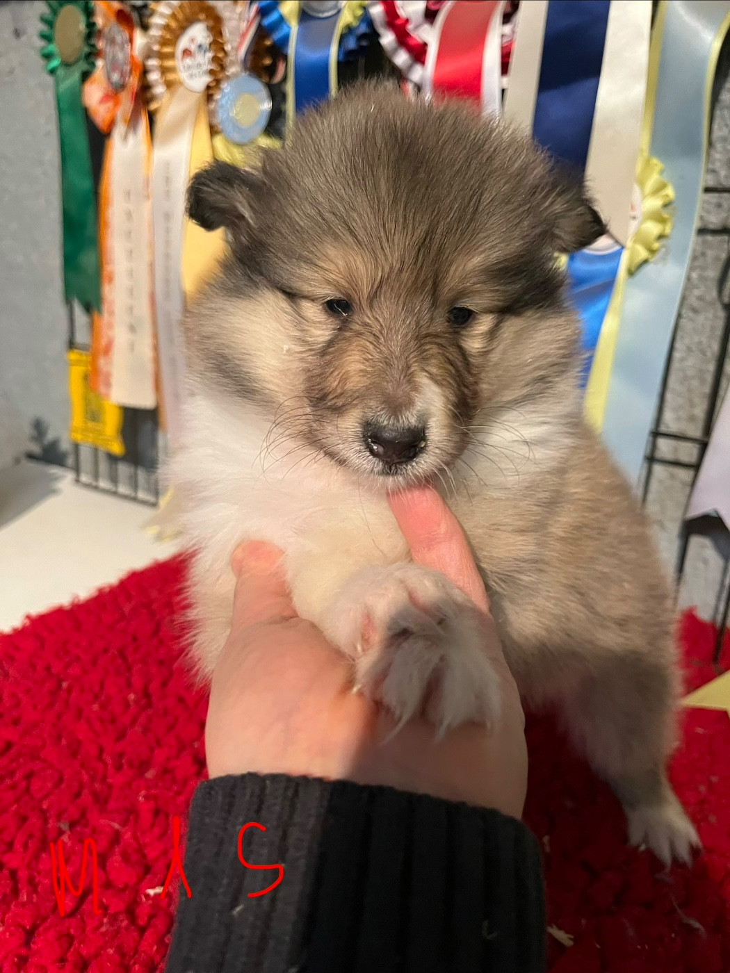 De Pepsie Pep's - Chiots disponibles - Colley à poil long