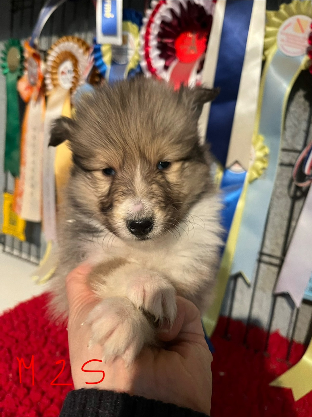 De Pepsie Pep's - Chiots disponibles - Colley à poil long