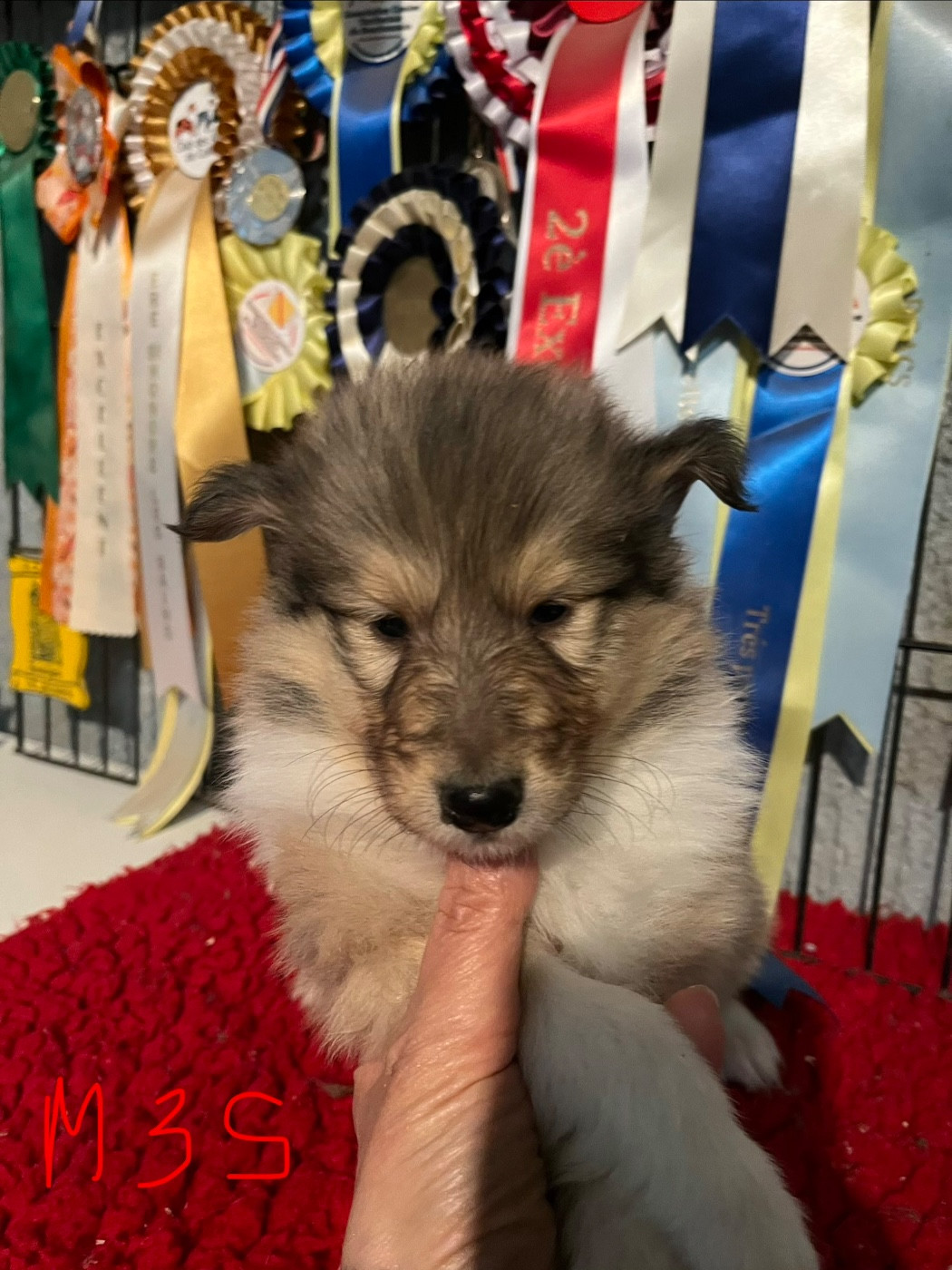 De Pepsie Pep's - Chiots disponibles - Colley à poil long