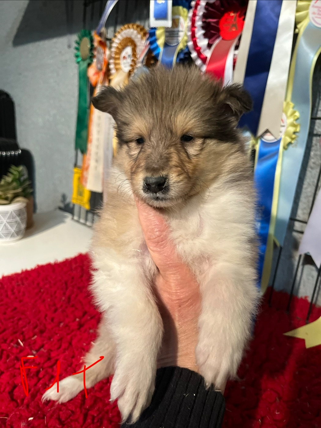 De Pepsie Pep's - Chiots disponibles - Colley à poil long